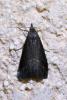 Schrankia costaestrigalis
